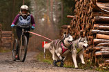 Grundlagen - Trainingstreff Zughundesport für Bike/ Scooter/ Run