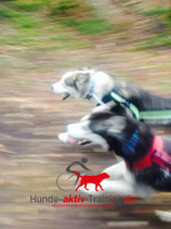 Zughunde - Workshop Basics 22.11.25
