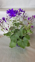 Senetti lila