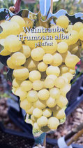 Tafeltraube "Frumosa alba"