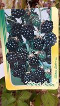 Brombeere "Black Satin"