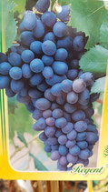 Blaue Tafeltraube "Regent"