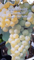 Tafeltraube "Romulus"