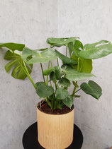 Fensterblatt (Monstera deliciosa) ohne Übertopf