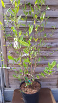 Rosa gefüllte Sternmagnolia "Rosea"