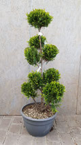 Cupressocyparis-Bonsai 1,2 m