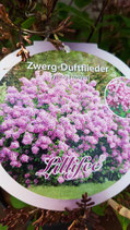 Zwerg-Duftflieder