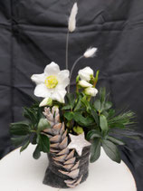 Christrose 'Schneezauber'