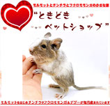 デグー販売中