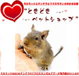 デグー販売中