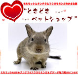 デグー販売中
