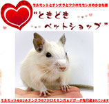 デグー販売中