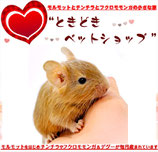 デグー販売中