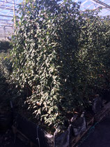 Portugiesischer Lorbeer - Prunus lusitanica Angustifolia Höhe 100 cm /+
