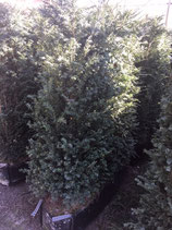 Eibe - Taxus baccata , Höhe  150 cm/+