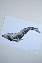 Print Grey Whale A5