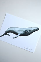 Print Blue Whale A5