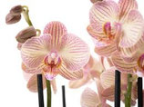 Orchidée - plante fleurie d'intérieur