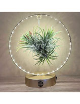 Tillandsia