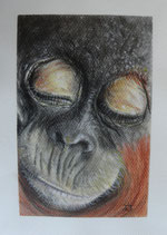 Orangután dormido