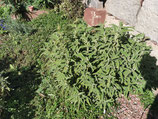 Phlomis x termessii