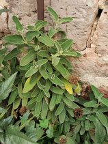 Phlomis chrysophylla