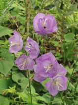 Penstemon venustus