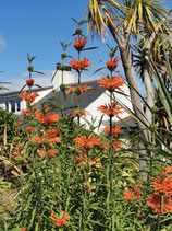 Leonotis leonurus
