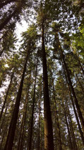 Waldpatenschaft, großer Baum