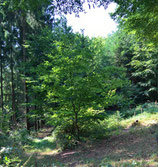 Setze einen Waldbaum