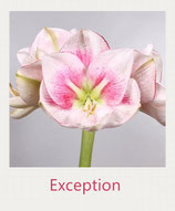 Amaryllis - Exception
