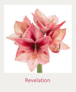 Amaryllis - Revelation