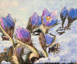 Crocus sous la neige