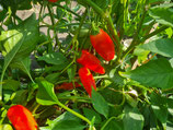 Snackpaprika Arwen (Rot)