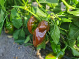 Paprika Sweet Chocolate