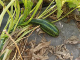 Zucchini Striato d'Italia