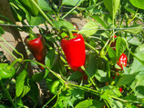 Paprika Türkischer Gewürzpaprika (Scharf)