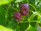 Paprika Amethyst