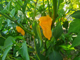 Chili Fatalii