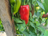 Paprika Cornetto