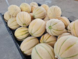 BIO-Melonen (Sorte auswählen - Fotos nach Reihenfolge!)