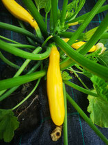 Zucchini Gold Rush