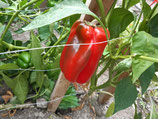 Paprika Quadrato d'Asti rosso