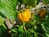 Paprika Cubo Yellow