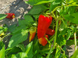 Paprika Ferenc Tender
