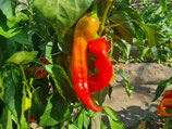 Paprika Yesil Tatli