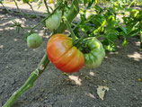 Fleischparadeiser Rosa
