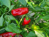 Paprika Ochsenhorn