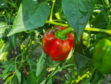 Paprika Quadrato d'Asti rosso