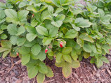Monatserdbeeren Rot